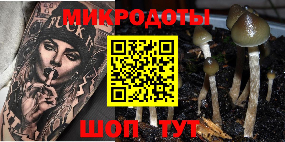 Галлюциногенные грибы Psilocybe Лесозаводск